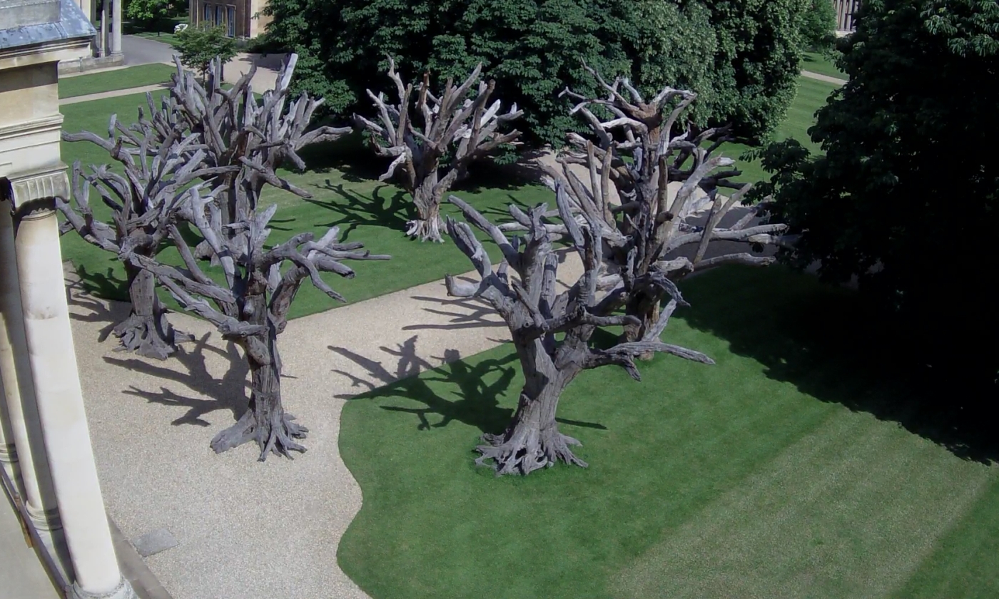 Ai Weiwei tree installation's image