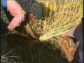04a. Rice - Harvesting's image